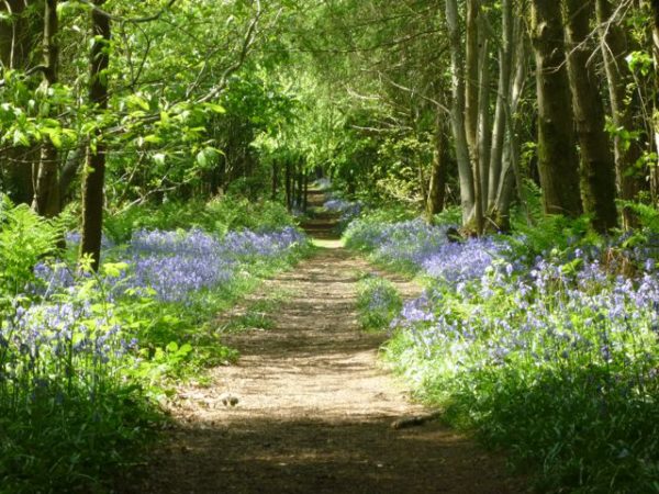 The bluebell wood above our cottage.